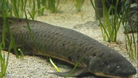 Unik, Ikan Ini Bisa Bertahan Hidup Tanpa Air Selama 4 Tahun
