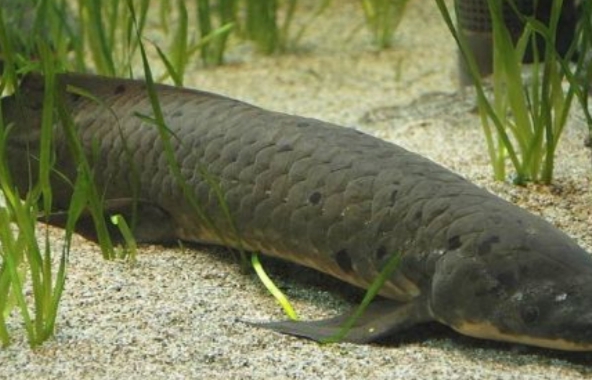 Sunfish, Ikan yang Bisa Hidup 4 Tahun Tanpa Air, Punya Mode Tidur