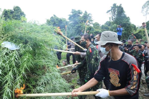 BNN Musnahkan Ladang Ganja di Aceh Selatan Disertai Dukungan Pemkab Bangun Balai Rehabilitasi