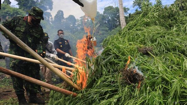 3 Hektare Lahan Ganja Ditemukan di Aceh, 12 Ton Pohon Ganja Langsung Dibakar