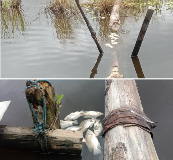 Air Tambak Berwarna Hitam, Ikan Mati Massal Diduga Akibat Limbah Pabrik