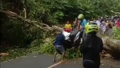 Pohon Tumbang Menutupi Badan Jalan Nasional di Pangandaran Arus Lalin Macet