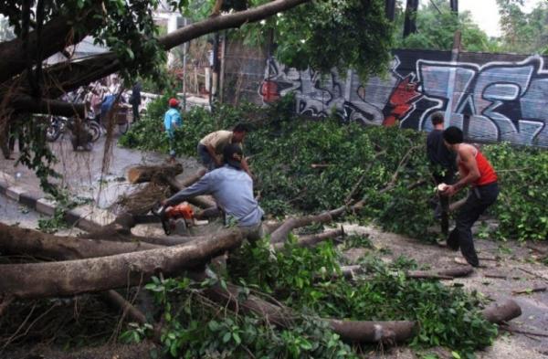 Banjir Mulai Surut, Giliran Pohon Tumbang Akibat Angin Kencang di Kota Batu