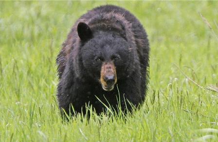 Warga Inhu Kritis Diserang Beruang Saat di Hutan