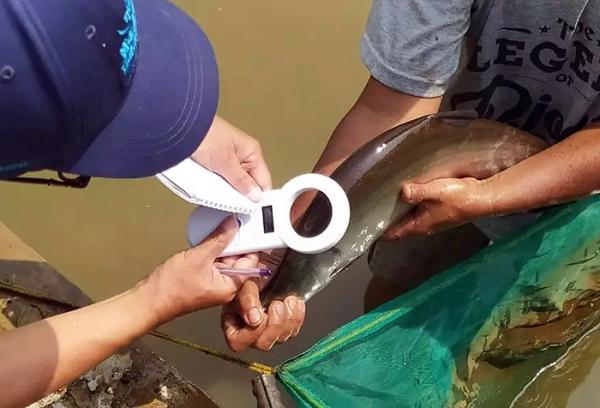 Budidaya Ikan Belida Jawa BBI Depok, Masuk Proses Pematangan Gonad