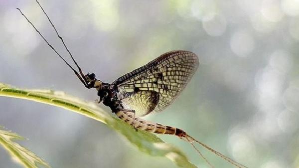 Hidup Hanya 1 Hari, Lalat Capung Jadi Serangga dengan Usia Terpendek