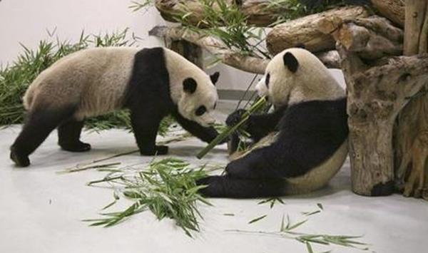 Gegara Panda, Taiwan dan China Bersatu