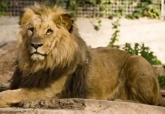 Sadis! Bocah 3 Tahun Tewas Diterkam Singa  di Hadapan Orangtua