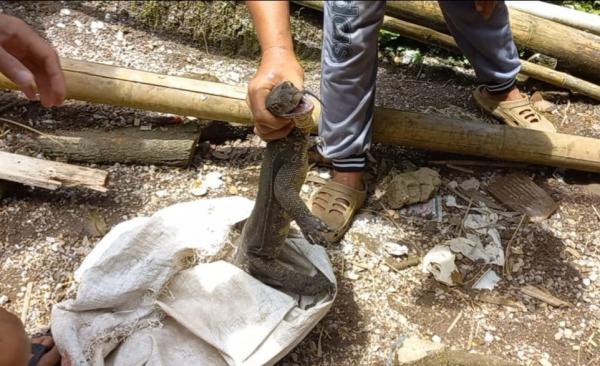 Seekor Biawak dengan Panjang 1 Meter Bikin Geger Warga di Singajaya Garut