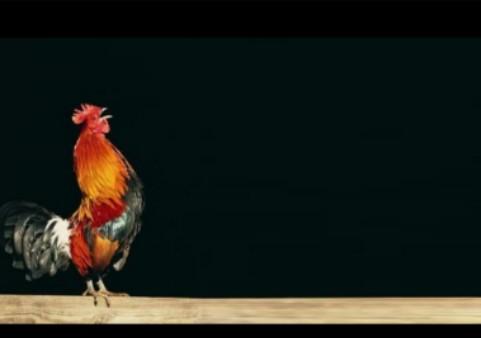 Mitos Ayam Berkokok Malam Hari, Ini Arti dan Maknanya