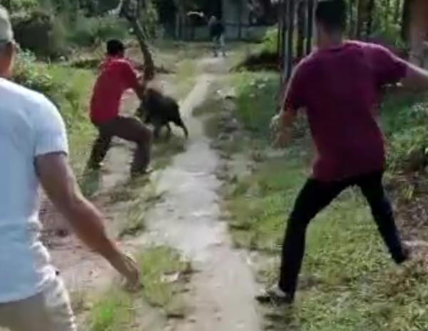 Masuk Permukiman di Pandeglang,  Babi Hutan Serang Warga hingga Tukang Ojek Terluka