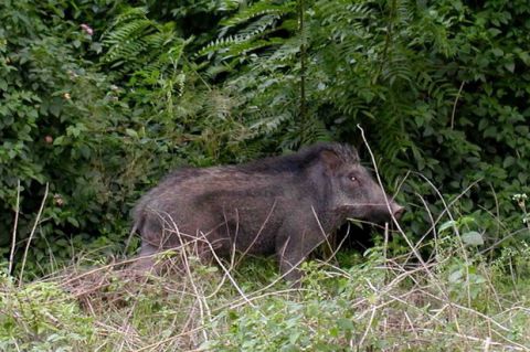 Babi Hutan Serang dan Seruduk Nenek dan Cucu, Mati Ditembak Babinsa 