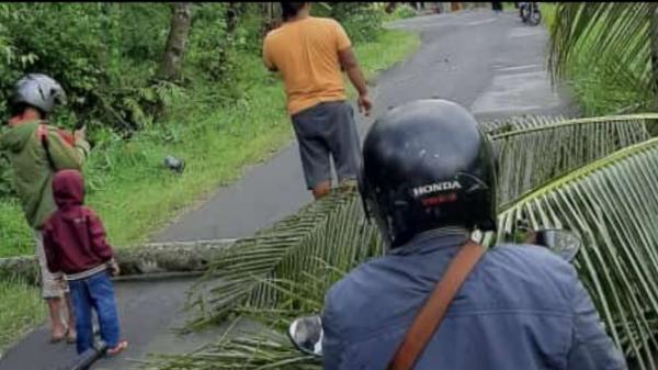 Pengendara Motor Tewas Tertimpa Pohon saat Pulang ke Rumah di Jalan Banjar-Klumpit Tembarak