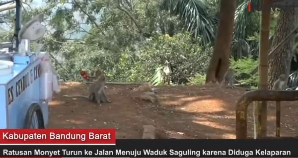 Diduga Kelaparan, Ratusan Monyet Turun ke Jalan di Bandung Menuju Waduk Saguling