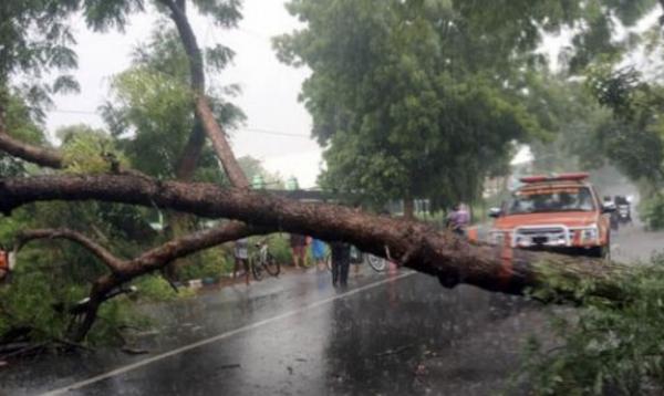 Hujan Disertai Angin Hantam Pohon dan Stand UMKM di Jember 
