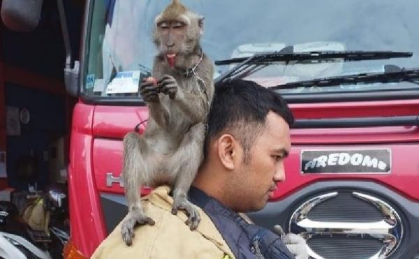 Monyet Duduk Santai di Bahu Petugas Damkar saat Dievakuasi usai Serang Warga