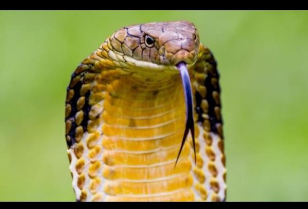4 Jenis Ular Kobra dengan Bisa Paling Mematikan di Dunia