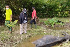 Tunggu Uji Lab, Empat Jalangan Kerbau di Rohul Sudah Isolasi