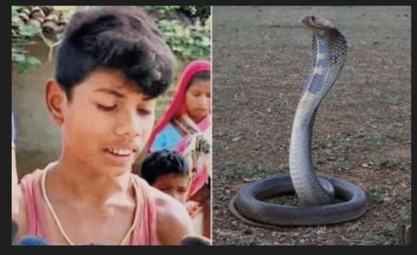 Bocah 8 Tahun Menggigit Ular King Kobra Hingga Mati Mengenaskan