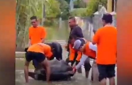 Ngeri ! Banjir di Aceh Tamiang, Warga Temukan Ular Piton Panjang 5 Meter dan Kura-Kura Jumbo