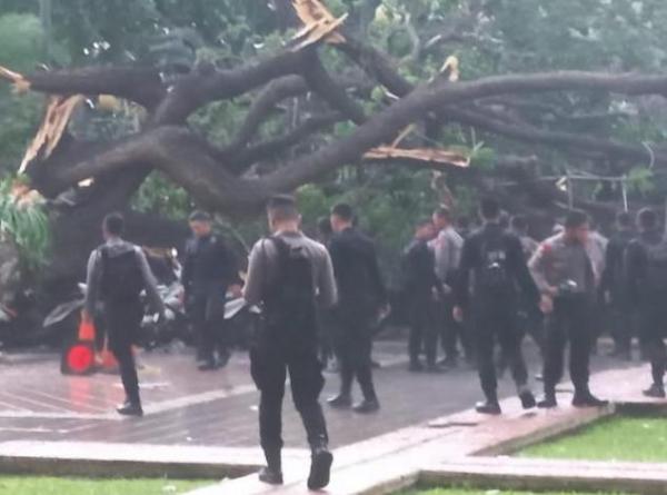 Astaga, Pohon Tumbang di Balai Kota  Menimpa 2 Anggota Polisi