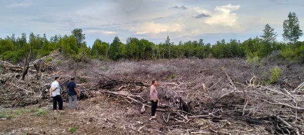 Polsek Bua Sebut Ada Penebangan Pohon Mangrove di Pesisir Pantai