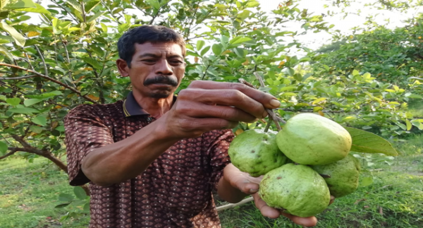 Pasca Pandemi, Agro Wisata Kebun Buah Jambu Kristal Organik di Sragen Kembali Dibuka Untuk Umum