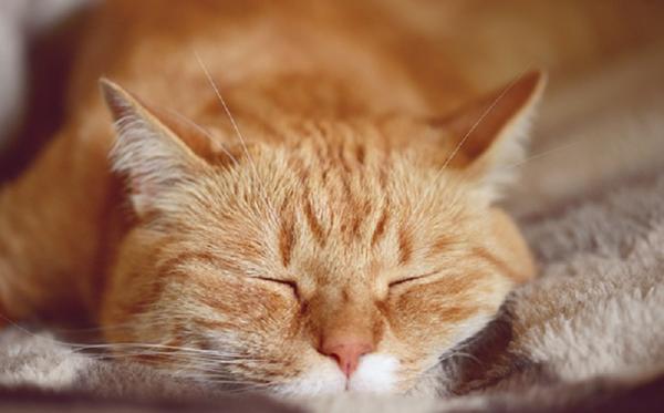 8 Kepribadian Kucing Berdasaran Warna Bulunya, Wajib Tahu!