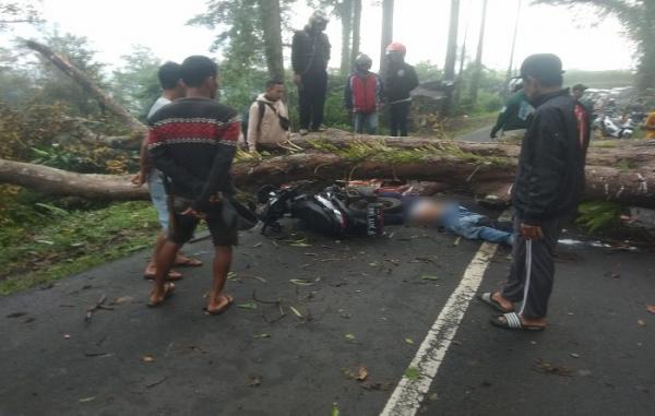 Pohon Tumbang Timpa Pengendara Sepeda Motor hingga Tewas di Cikidang Sukabumi