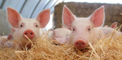 Deretan Negara Penghasil Daging Babi Terbesar di Dunia, Nomor 5 Rusia