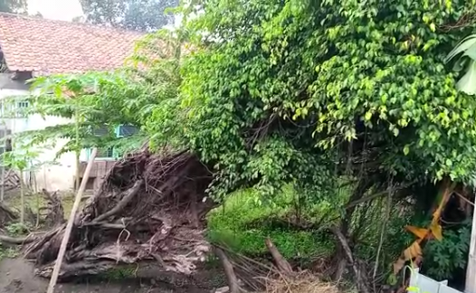 Aneh tapi Nyata! Sudah 3 Tahun Tumbang, Pohon Beringin di Jalur Pantura Pemalang Masih Hidup