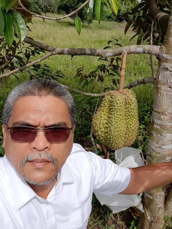 Kreatif, Kadis di Aceh Ini Budidaya Durian Musang King Hingga Berbuat Lebat