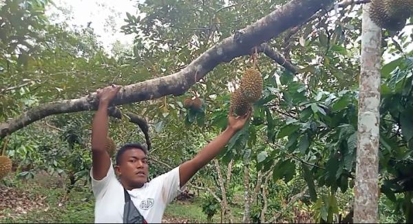 Asyiknya Berburu Durian Runtuh di Hutan Kabupaten Pidie Jaya