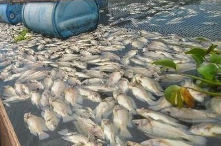 Waduh, 130 Ton Ikan Mati Mendadak Ada Apa ?