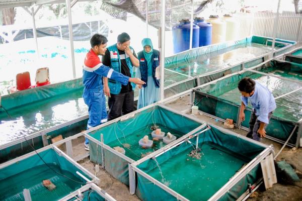 Pendampingan CSR Pertagas Di Siak, Sukses Mengembangkan Budidaya Udang Lobster Tawar