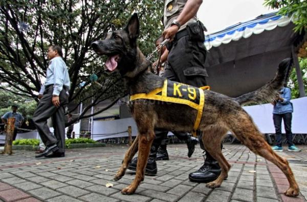 Polisi Kerahkan 16 Anjing Pelacak Cari Korban Gempa Cianjur