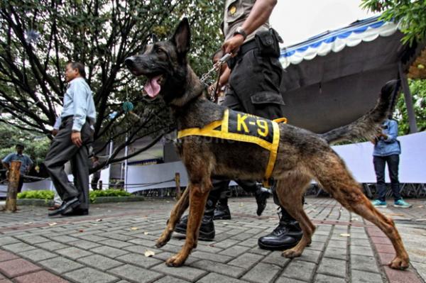 16 Anjing Pelacak Cari Korban Gempa Cianjur