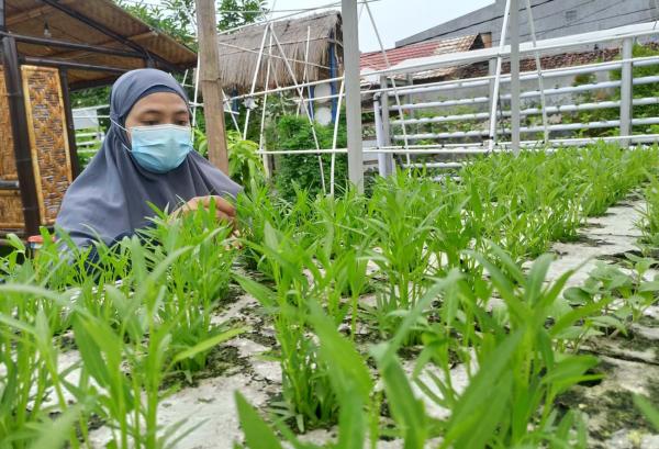 Siasat Warga Medokan Ayu Surabaya Budidaya Sayur Mayur di Lahan Sempit