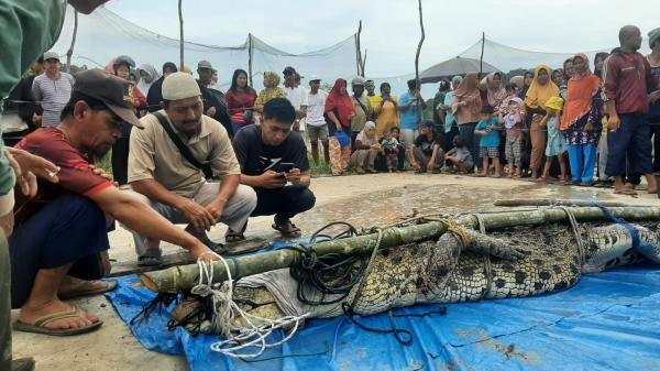 Walhi Babel Soroti Minimnya Pemulihan Ekologis dalam Penyelesaian Kasus Korupsi Timah Rp300 Triliun