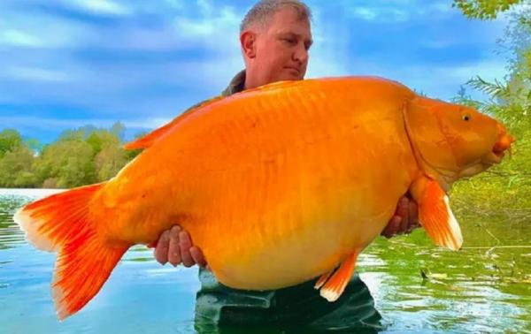 Wow! Pria Ini Tangkap Ikan Mas Superjumbo Berumur 20 Tahun dan Berbobot 30 Kg