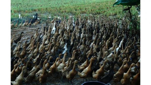 Angon Bebek di Sawah, Peternak di Pemalang Raup Omzet Puluhan Juta Rupiah dalam 3 Bulan