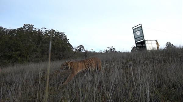 Bestie, si Harimau Sumatera Dilepasliarkan di Taman Nasional Gunung Leuser