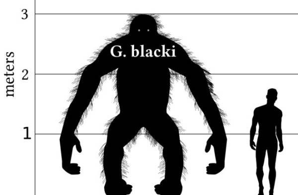 Sosok Orangutan Berukuran King Kong di Indonesia, Begini Kata Ilmuwan!