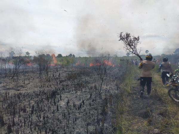 Pembakaran Hutan di Taman Nasional Way Kambas, Polisi Bentuk Tim Buru Pelaku