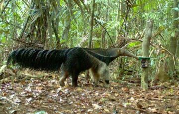 Inilah Penampakan Hewan-hewan Misterius Hutan Amazon yang Terekam 57.000 Kamera