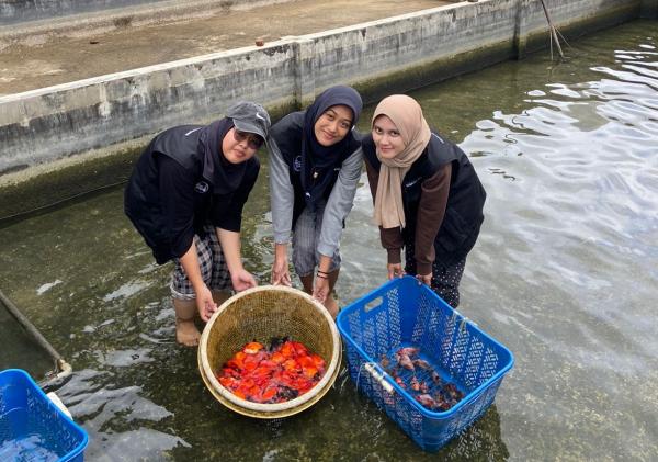 Tim OVOC IPB Lakukan Pengembangan Pasar dan Budidaya Ikan Mas Koki Tulungagung