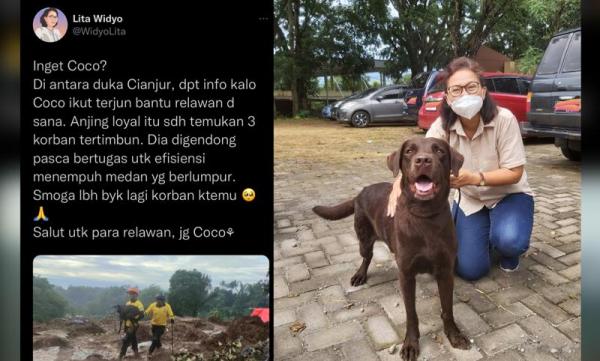 Kisah Anjing Coco Bantu Relawan Gempa Cianjur, Sudah Temukan Tiga Korban