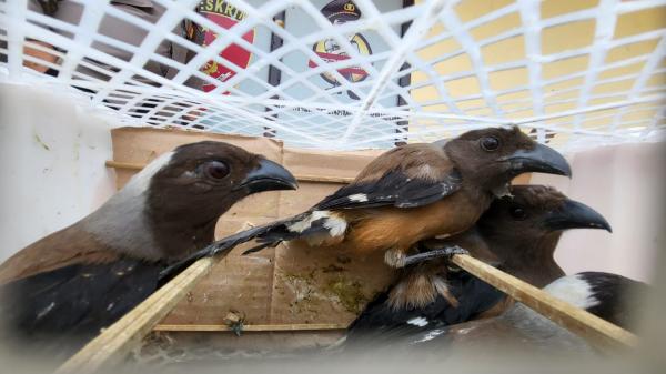 Penyelundupan Ratusan Ekor Burung Dilindungi Digagalkan Polisi di Bakauheni