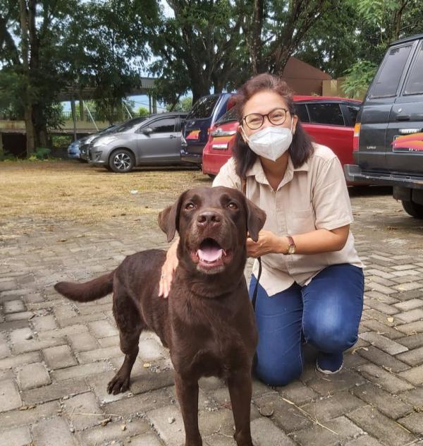 Hebat! Anjing Coco Anggota SAR Dog Jateng, Sudah Temukan 3 Korban Gempa Cianjur