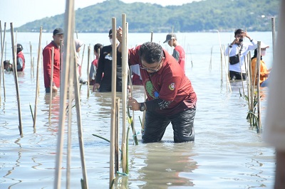 Sulbar Terancam Abrasi, Pemprov Sulbar Menanam 1,2 Juta Mangrove di 6 Kabupaten